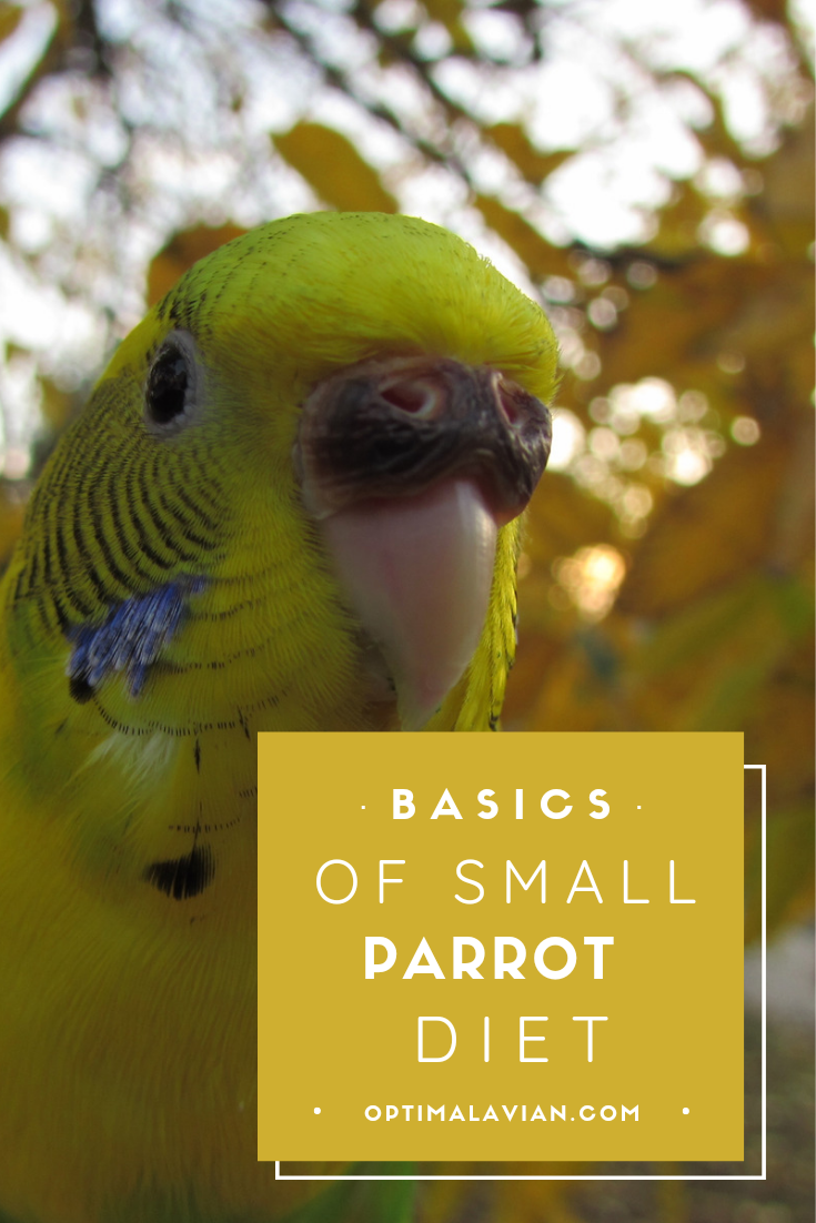 Basics of a Small Parrot Diet – Optimal Avian