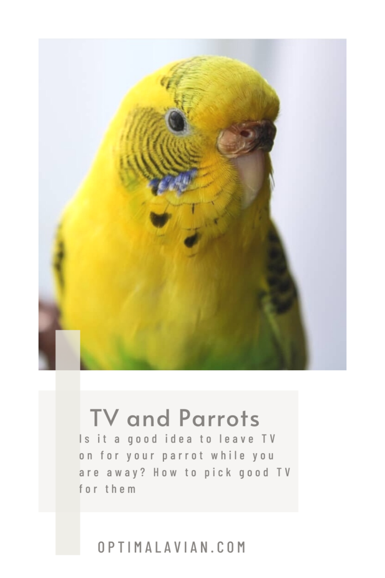 is-tv-good-for-parrots-optimal-avian