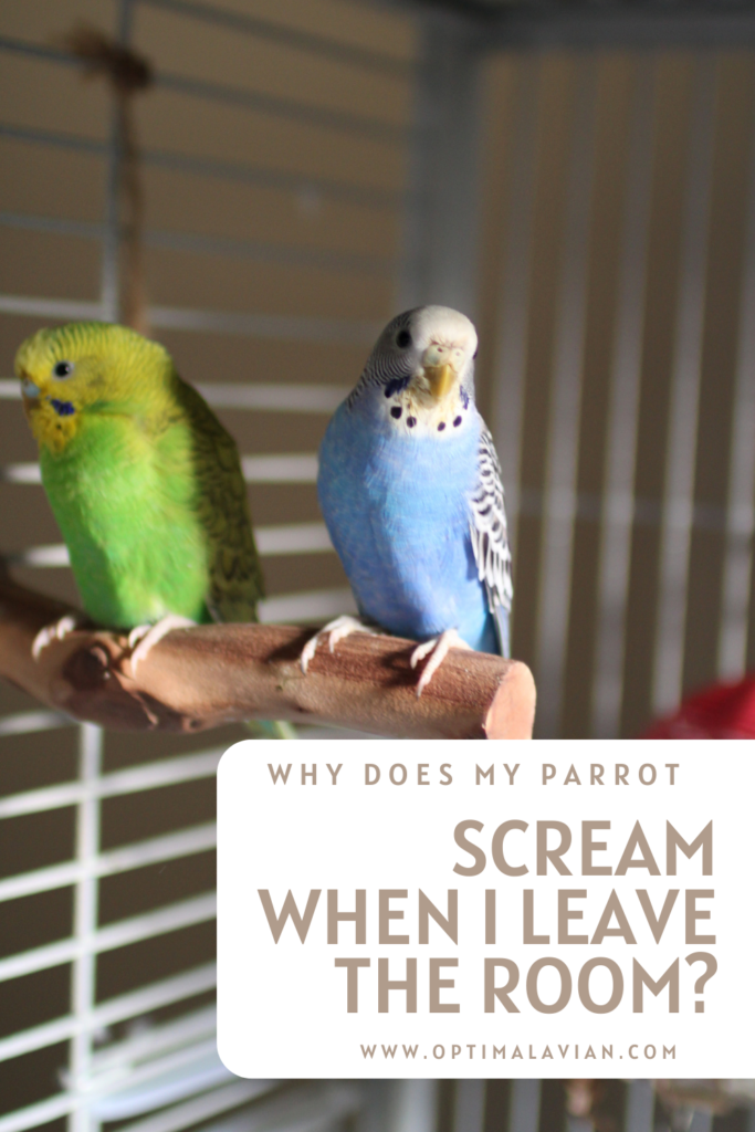 why-does-my-parrot-scream-when-i-leave-the-room-optimal-avian