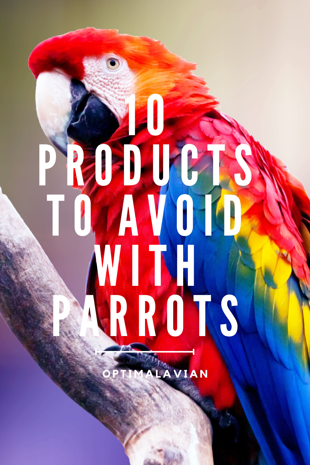 10 Things That Can Kill Your Parrot! – Optimal Avian