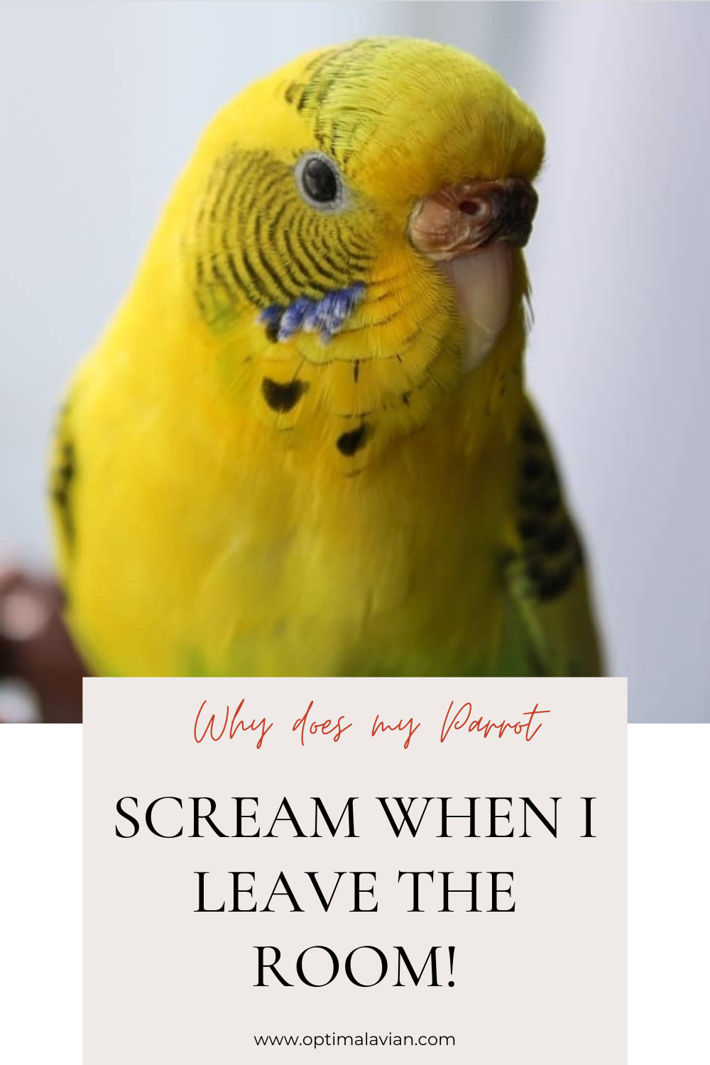 why-does-my-parrot-scream-when-i-leave-the-room-optimal-avian